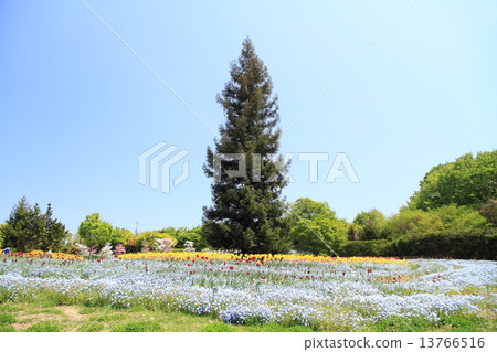 Spring in the park 13766516