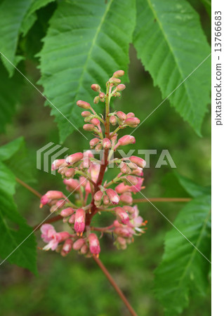 紅花栗子的芽和花 13766683