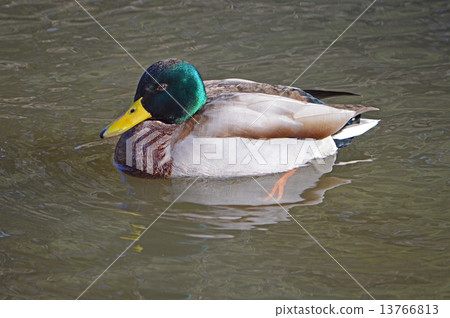 野鴨(Mamo duck) 野鴨(Mamo duck) 13766813