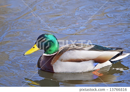 野鴨（Mamo duck） 13766816