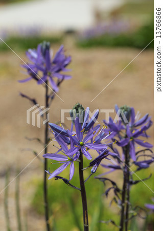 Camacia·Reichitiny花 13766866