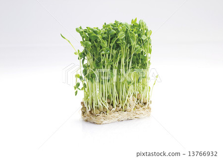 大豆種子3 13766932