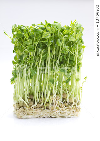 大豆4 大豆4 13766933