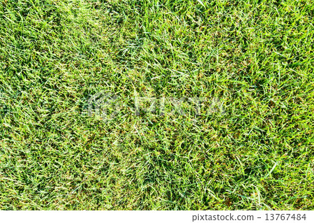 grass lawn grass lawn 13767484