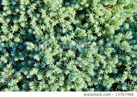 juniper branch juniper branch 13767486