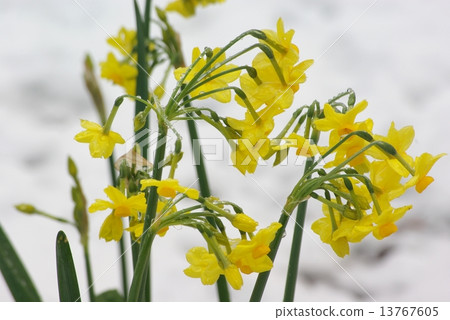 Daffodil of snowy scenery 13767605