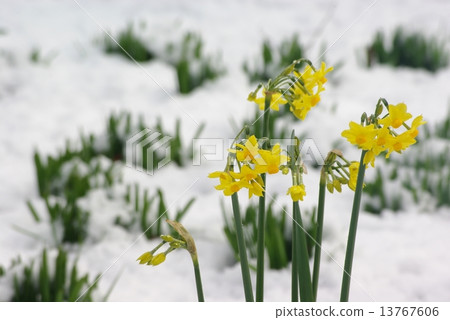 Daffodil of snowy scenery 13767606