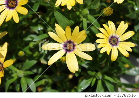 Lemon Symphony 13768510