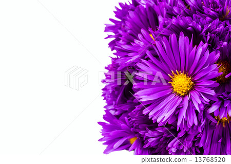 lilac chrysanthemum lilac chrysanthemum 13768520