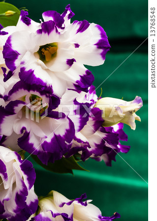 white-purple lily white-purple lily 13768548