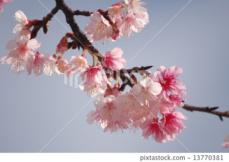 Hikanzakura (Hikanzakura) Hikanzakura (Hikanzakura) 13770381