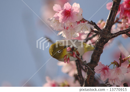 Hikanzakura (Hikanzakura) 13770915