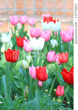 Tulip Tulip 13773952