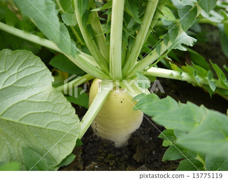 日本蘿蔔 13775119