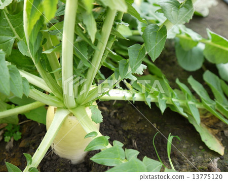 Japanese radish 13775120