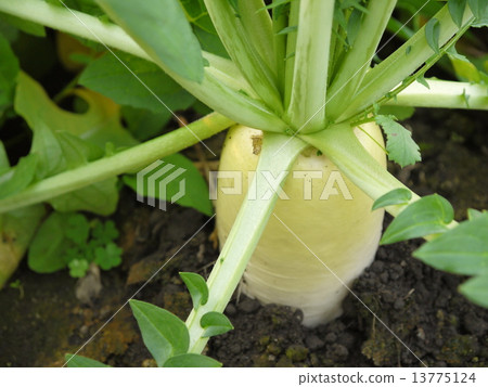 Japanese radish 13775124