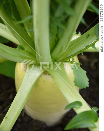 Japanese radish 13775149