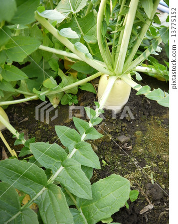 Japanese radish 13775152