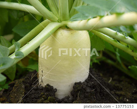 Japanese radish 13775153