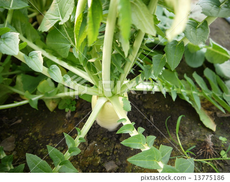 日本蘿蔔 13775186
