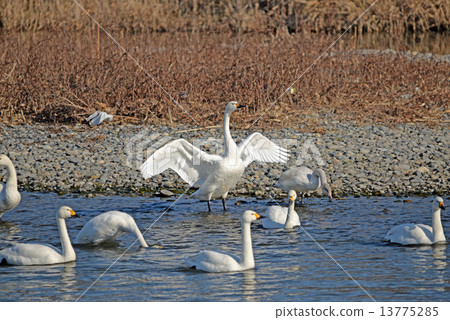 Tundra swan Tundra swan 13775285
