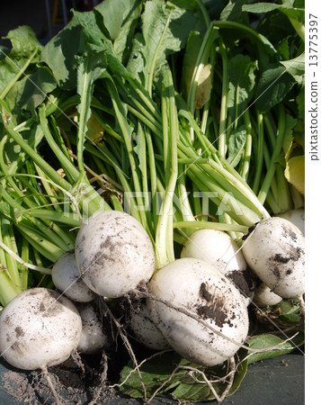 蕪菁 蕪菁 13775397