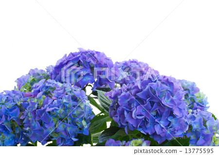 border of blue hortensia flowers border of blue hortensia flowers 13775595