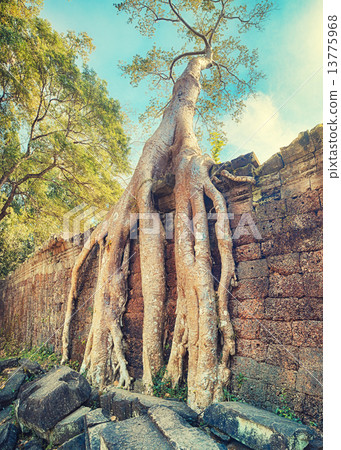 Preah Khan Temple ancient tree roots, Angkor Preah Khan Temple ancient tree roots, Angkor 13775968