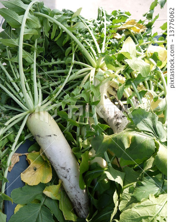 日本蘿蔔 日本蘿蔔 13776062