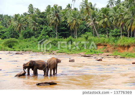 Elephant Orphanage 13776369