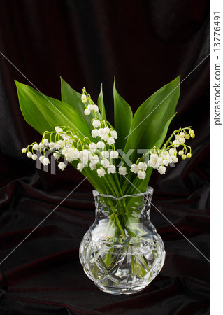 lilies of the valley in flowerpot lilies of the valley in flowerpot 13776491