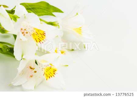 white lily 13776525
