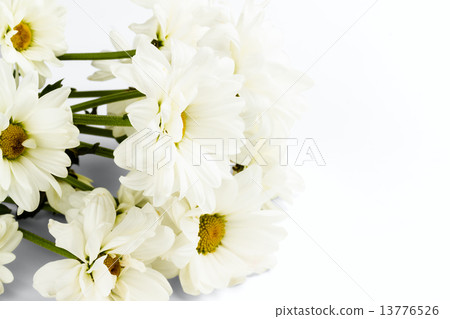 white camomile white camomile 13776526