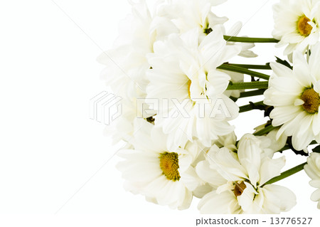 white camomile white camomile 13776527