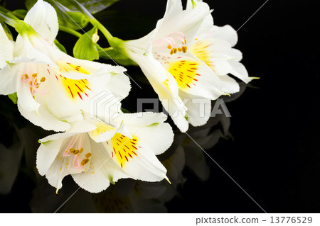 white lily 13776529