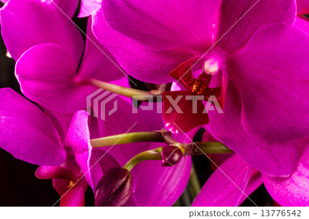 red orchid red orchid 13776542