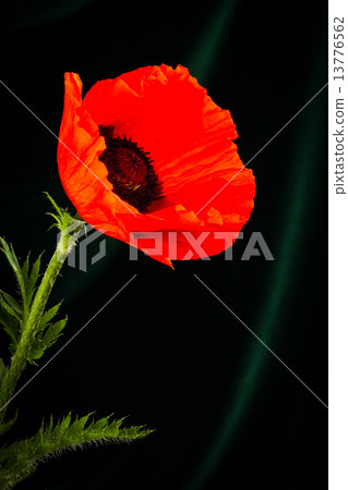 beautiful wild-growing red poppy beautiful wild-growing red poppy 13776562