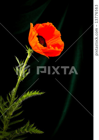 beautiful wild-growing red poppy beautiful wild-growing red poppy 13776563