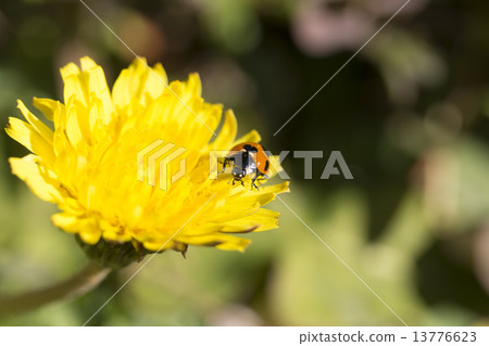 Ladybird Ladybird 13776623