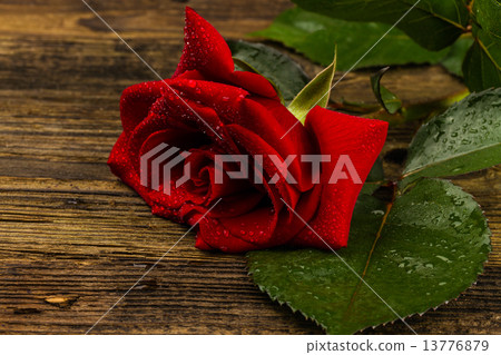 beautiful wild-growing red rose 13776879