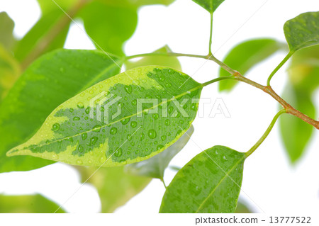 ficus leaves close-up ficus leaves close-up 13777522