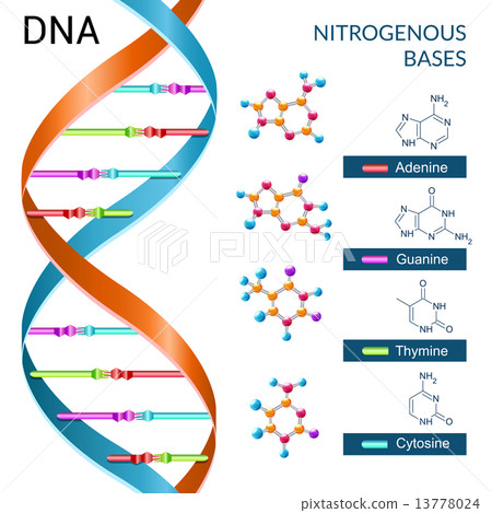 Dna Bases Poster 13778024