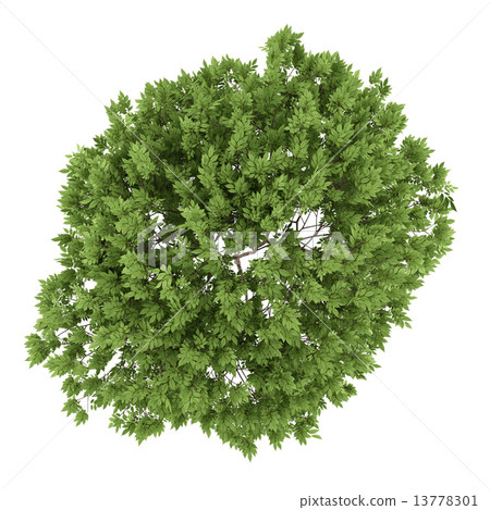 top view of elderberry tree isolated on white background 13778301
