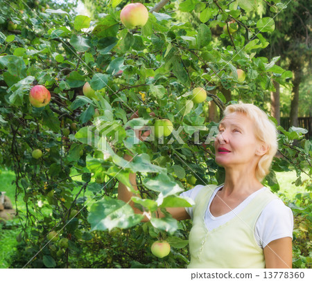 Portrait of a woman collecting apples in the garden 13778360