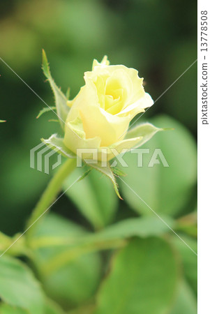 玫瑰 玫瑰 13778508