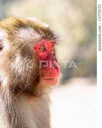 Monkey's profile Monkey's profile 13778572