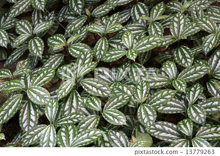 Piraea Piraea 13779263
