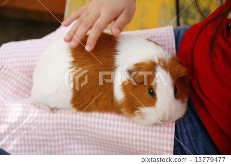 Guinea pig and girl hands 13779477
