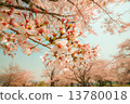 Cherry Blossoms	 13780018