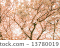 Cherry Blossoms	 13780019